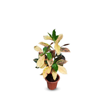 Croton Indoor
